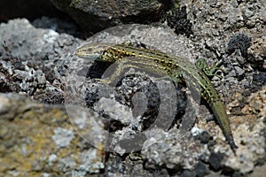 Viviparous Lizard Zootoca vivipara