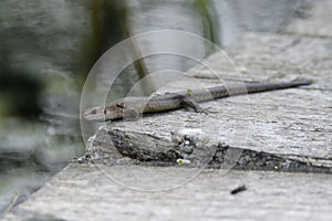 Viviparous lizard, Zootoca vivipara