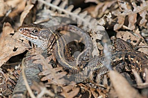 Viviparous Lizard (Zootoca Vivipara)