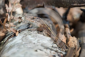 Viviparous Lizard (Zootoca Vivipara)