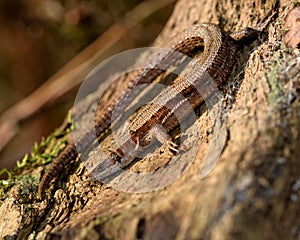 Viviparous lizard (Zootoca vivipara)