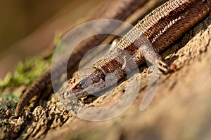 Viviparous lizard (Zootoca vivipara)