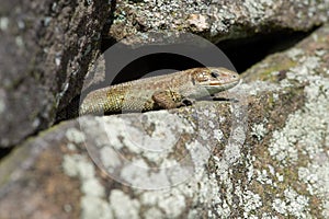 Viviparous Lizard Zootoca vivipara