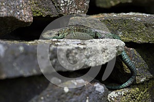 Viviparous Lizard Zootoca vivipara