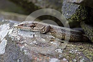 Viviparous Lizard Zootoca vivipara