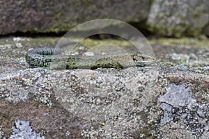 Viviparous Lizard Zootoca vivipara