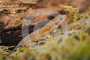 Viviparous Lizard, Zootoca vivipara, Carpathians, Poland