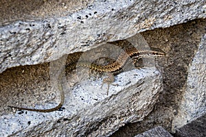 Viviparous lizard, Zootoca vivipara formerly Lacerta vivipara