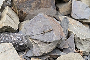 The viviparous lizard, Zootoca vivipara - formerly Lacerta vivipara - Eurasian reptile resting on rocks in Agrtal Germany