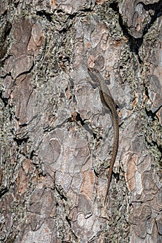 Viviparous lizard - Zootoca vivipara - male reptile sits on the bark of a pine tree - Pinus sylvestris