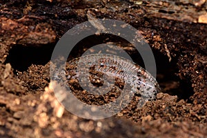 Viviparous lizard (Zootoca vivipara) partially exposed during hibernation