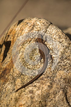 Viviparous lizard, Zootoca vivipara, resting on a rock