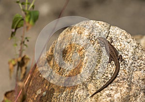 Viviparous lizard, Zootoca vivipara, resting on a rock