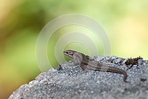 Viviparous lizard, Zootoca vivipara, resting on a rock