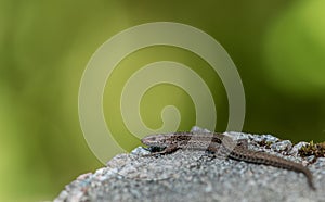 Viviparous lizard, Zootoca vivipara, resting on a rock