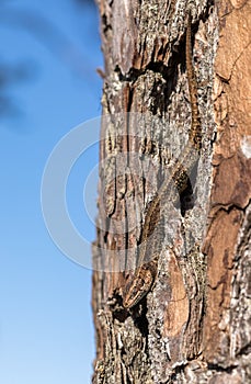 Viviparous lizard - Zootoca vivipara - sits upside down on a pine tree - Pinus sylvestris