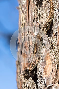 Viviparous lizard - Zootoca vivipara - sits upside down on a pine tree - Pinus sylvestris