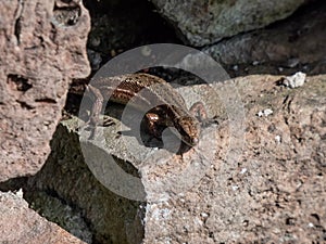 Viviparous lizard (Zootoca vivipara) sunbathing in the brigth sun on the vertical rock wall in the garden