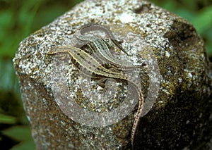 Viviparous Lizards on a Post in Poland