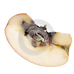 Vivipary in apple. Sliced to clearly show seeds, pips are already growing in the core when the fruit is cut open.
