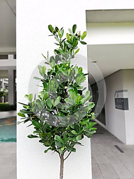 Vivo residence, Kuala Lumpur, decorative tree planted in front of the pillar