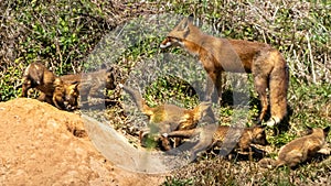 Vixen with her 5 kits