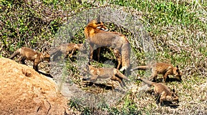 Vixen keeps watch over her five kits playing in the spring sunlight