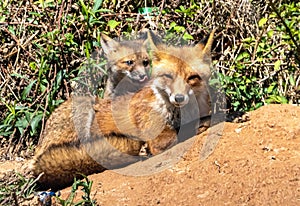 Vixen with one of her kits playing on her back