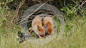 A vixen Red Fox and her cute cub, Vulpes vulpes, are feeding at the entrance to their den. They get spooked by the Magpies who are