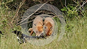 A vixen Red Fox and her cute cub, Vulpes vulpes, are feeding at the entrance to their den. They get spooked by the Magpies who are