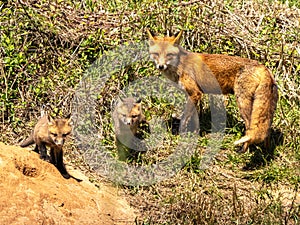 Vixen with two of her kits