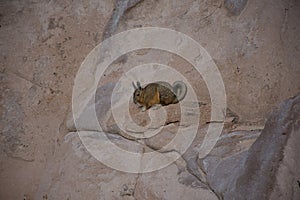 Vizcacha, animal,rodent photo