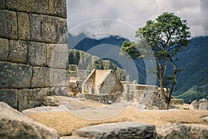 A vizcacha in the Inca ruins of Machu Picchu in Peru