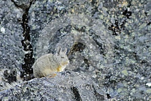 Vizcacha - Lagidium peruanum - L