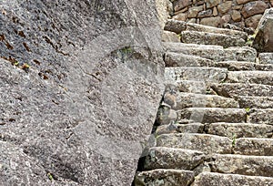 Vizcacha, Machu Picchu, Peru