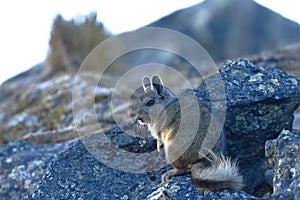 Vizcacha peruana Lagidium Peruanum