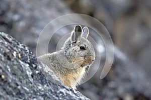 Vizcacha peruana Lagidium Peruanum