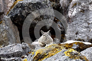 Vizcacha peruana Lagidium Peruanum photo