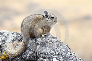 Vizcacha peruana Lagidium Peruanum photo