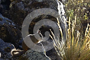 Vizcacha peruana Lagidium Peruanum photo