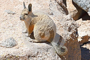 The vizcacha of the plains Lagostumus maximus in Bolivia