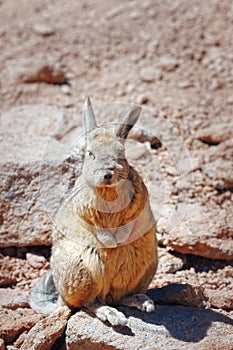 The vizcacha of the plains Lagostumus maximus in Bolivia