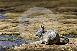 Vizcacha relaxing in the sun photo