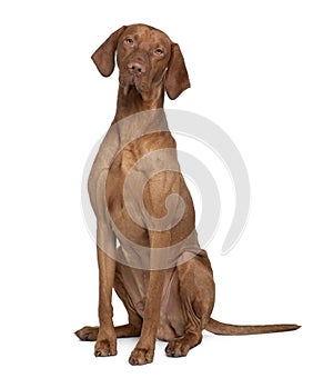 Vizla Dog, sitting and looking the camera