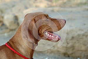 Vizsla