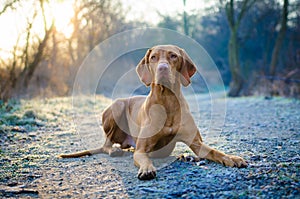 Vizsla