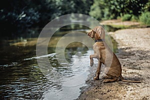 Vizsla Dog breed Cute