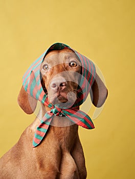 A Vizsla dog dons a headscarf, against a soft yellow background.