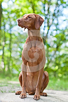 Vizsla Dog (Hungarian Pointer) Portrait