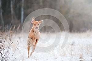 Vizsla dog jumping like kangaroo